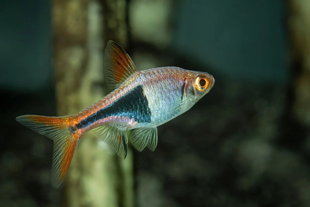 Una rasbora arlecchino al Museo di storia naturale dell’Università di Pisa.