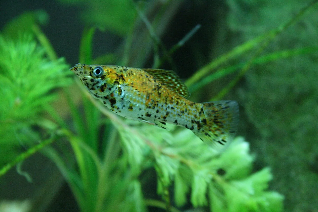 Een oranje, gespikkelde molly tussen aquariumplanten.