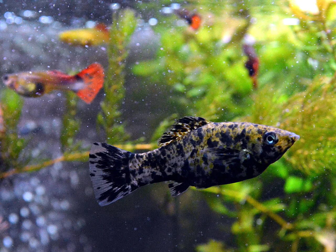 Een gespikkeld mollyvrouwtje in een beplant aquarium.