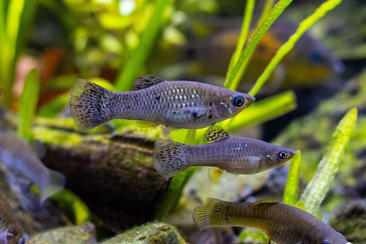 Kortvinmolly’s in een beplant aquarium.
