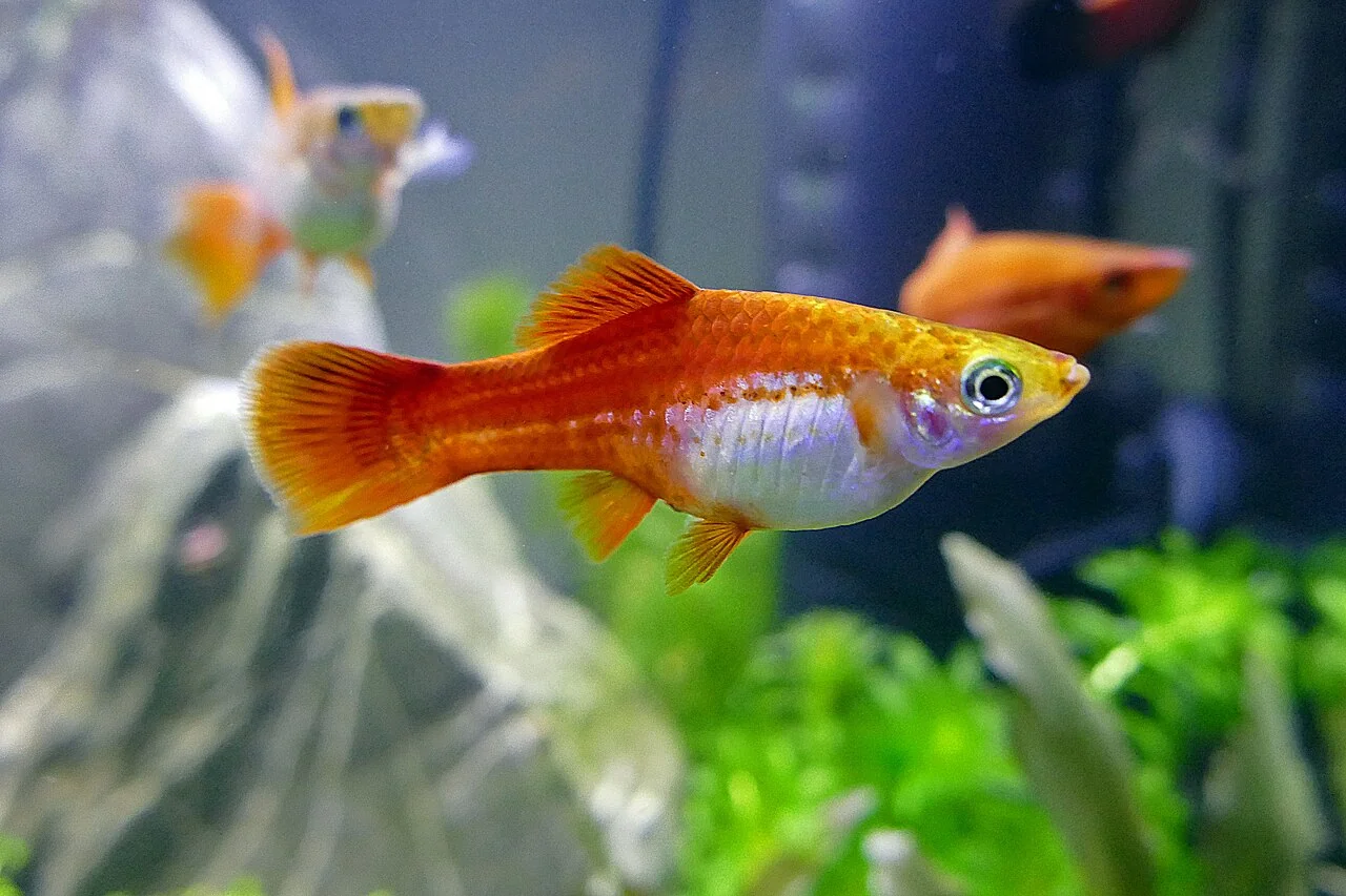 Una femmina rossa di portaspada in acquario.