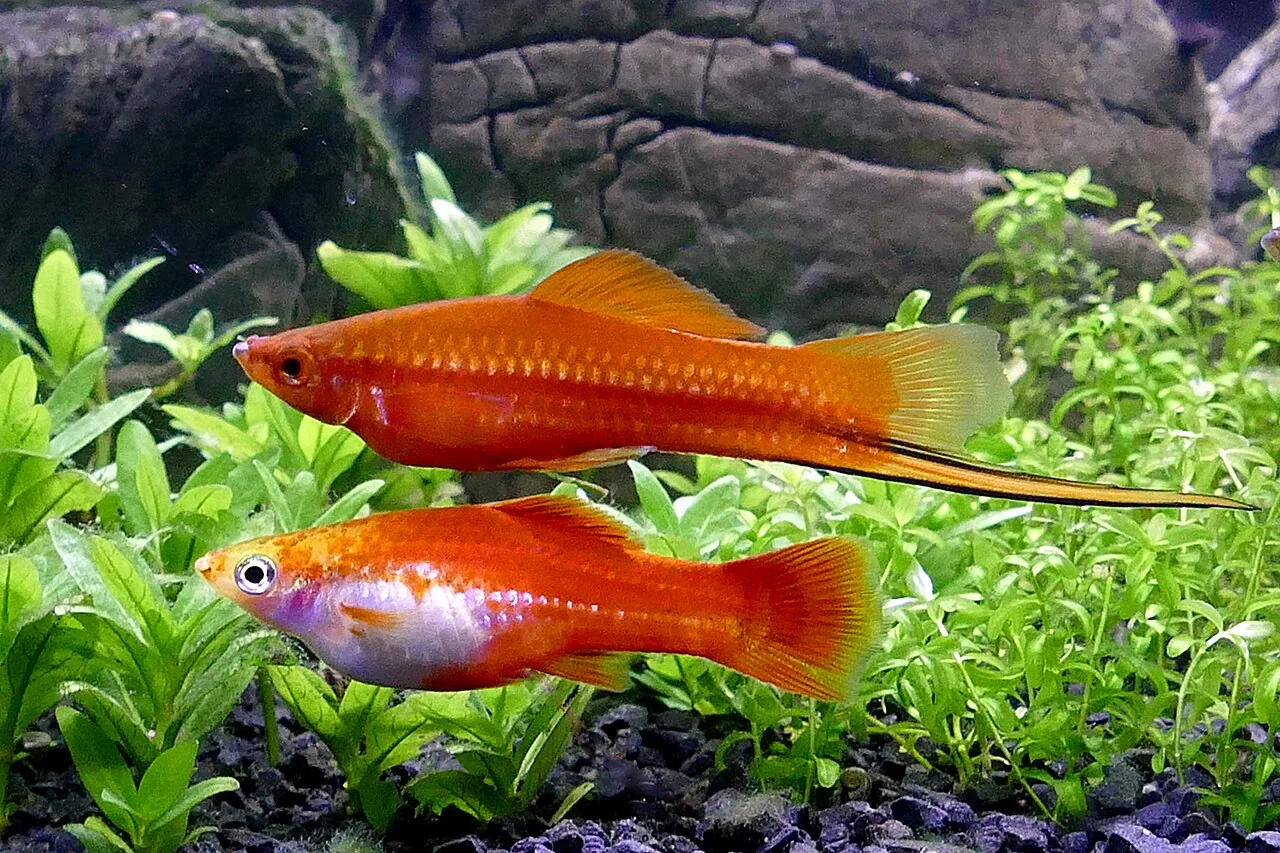 Un portaspada maschio sopra una femmina in un acquario piantumato.