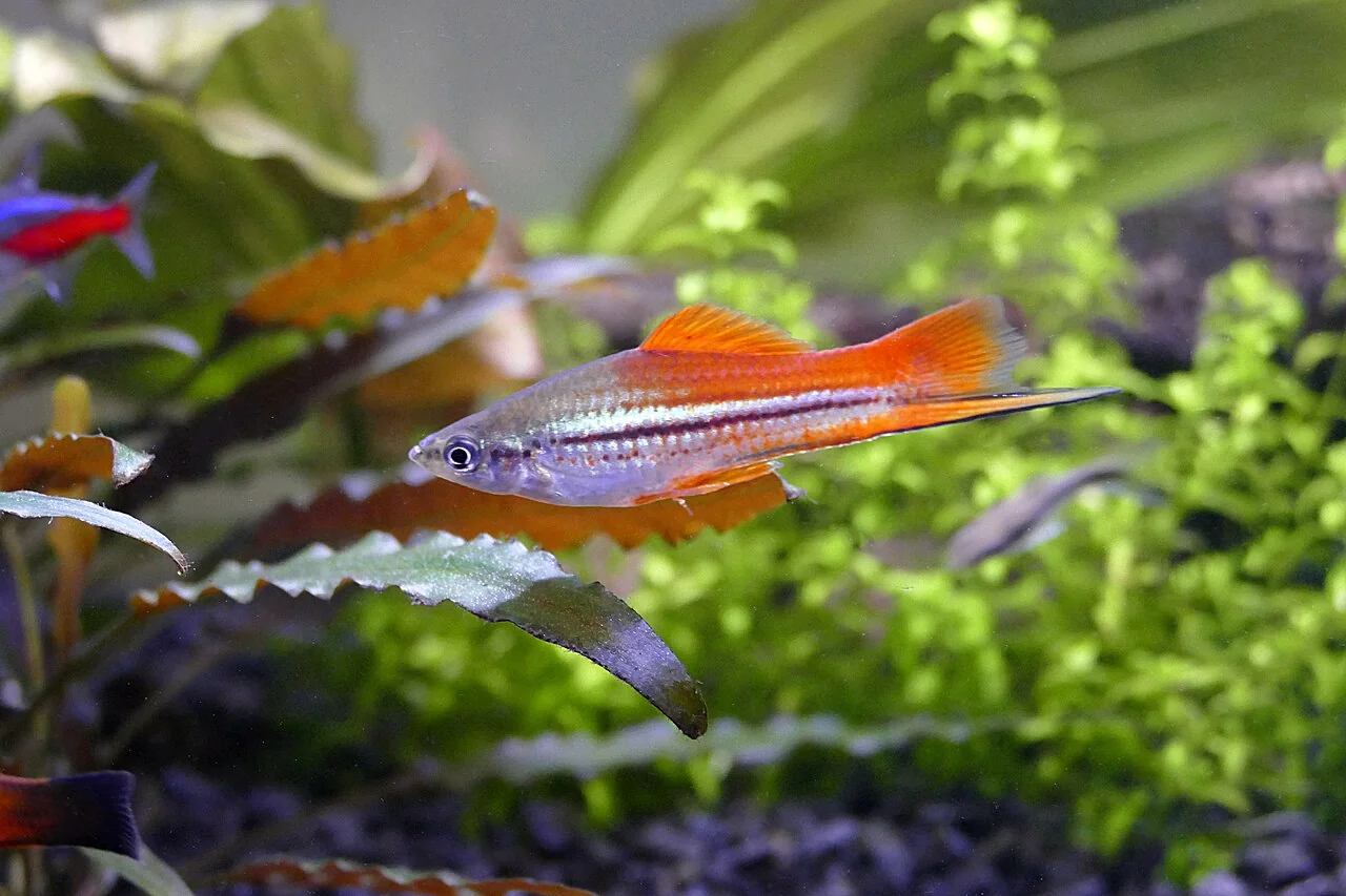 Un giovane portaspada maschio fra piante d’acquario.