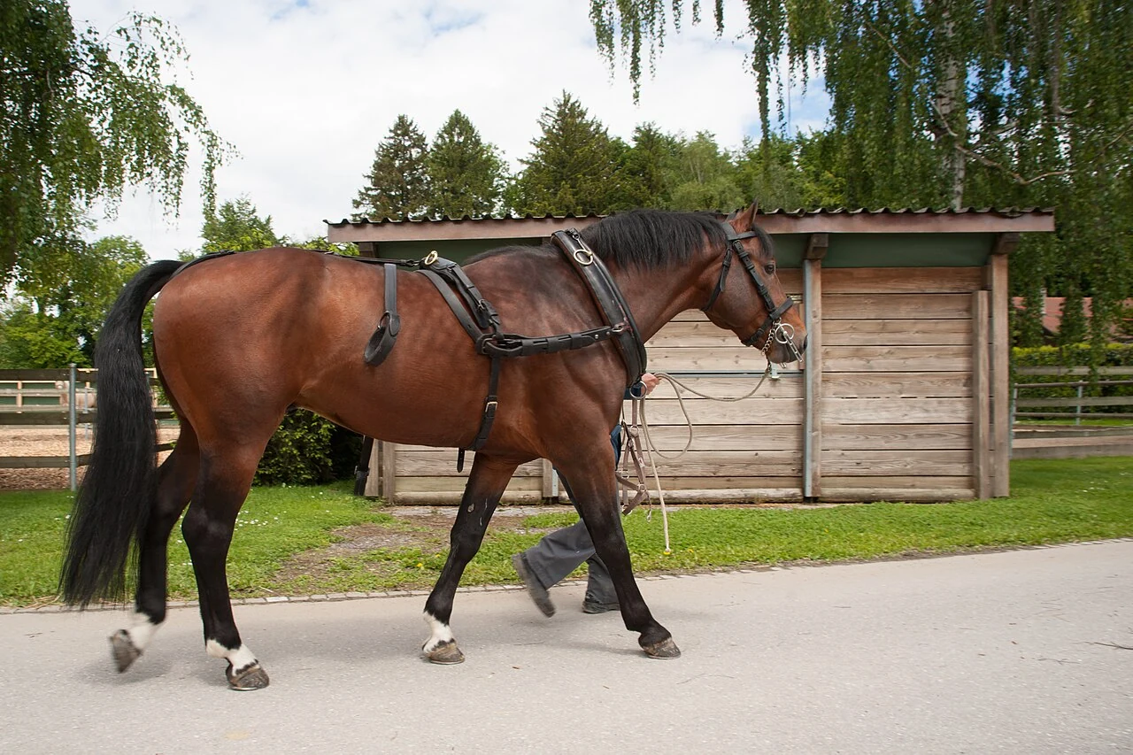 Ein brauner Freiberger geht im Fahrgeschirr über den Hof des Nationalgestüts in Avenches.