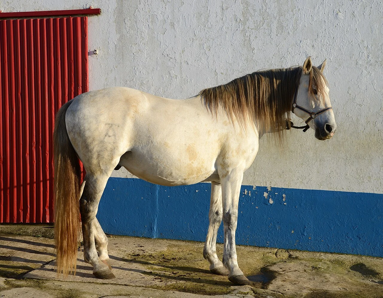 Ein grauer Lusitano steht vor einer weißblauen Wand.