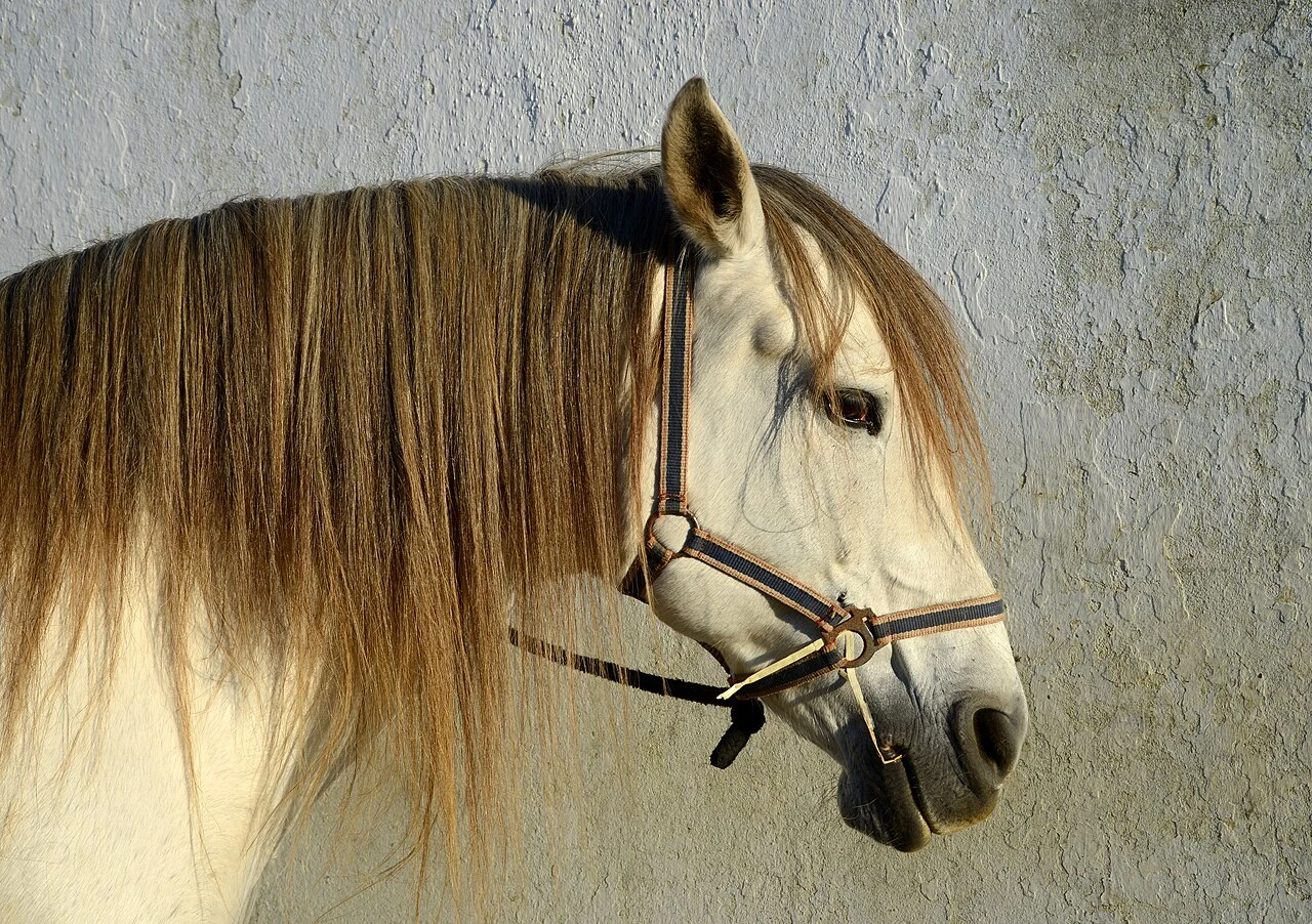 Kopf und Mähne eines grauen Lusitanos.
