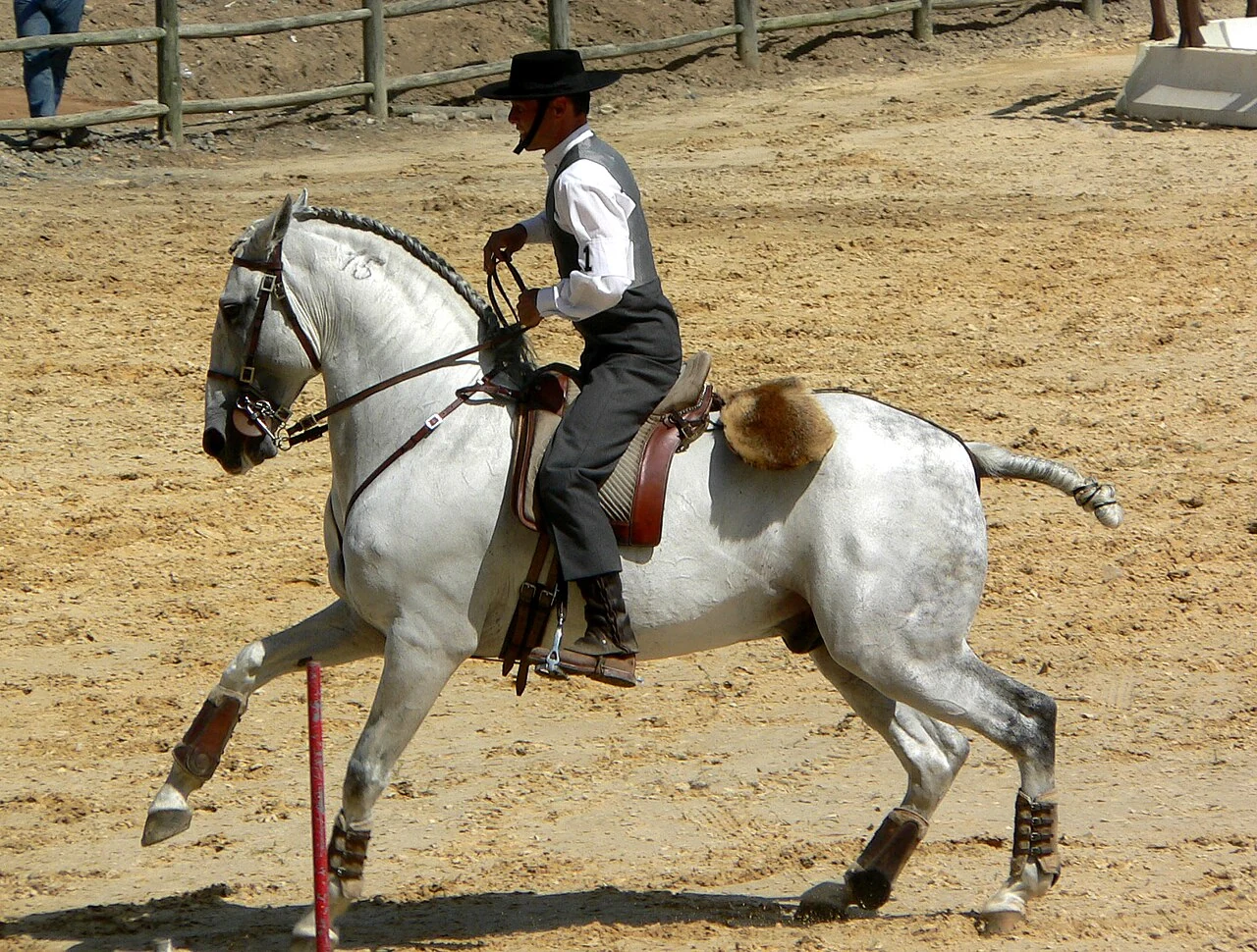 Ein grauer Lusitano unter einem Reiter in portugiesischer Tracht.