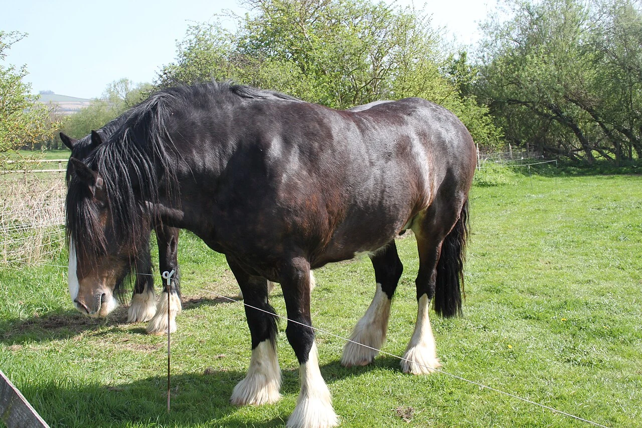 Ein schwarzes Shire Horse auf einer Wiese im Avon Valley Country Park.