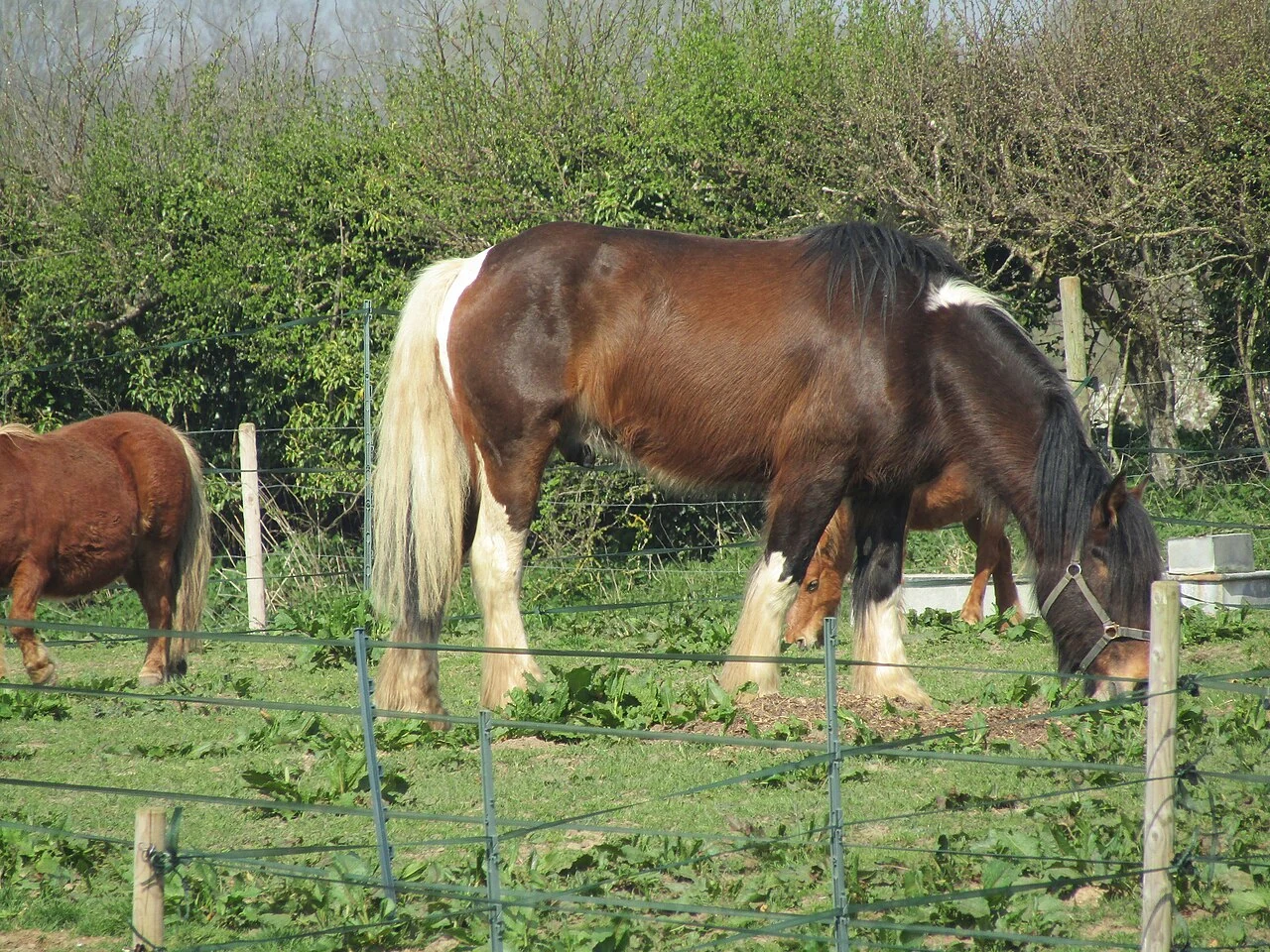Ein Shire Horse grast auf einer Wiese in Northrepps.