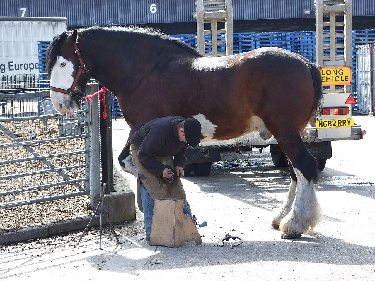 Ein Shire Horse beim Hufschmied.