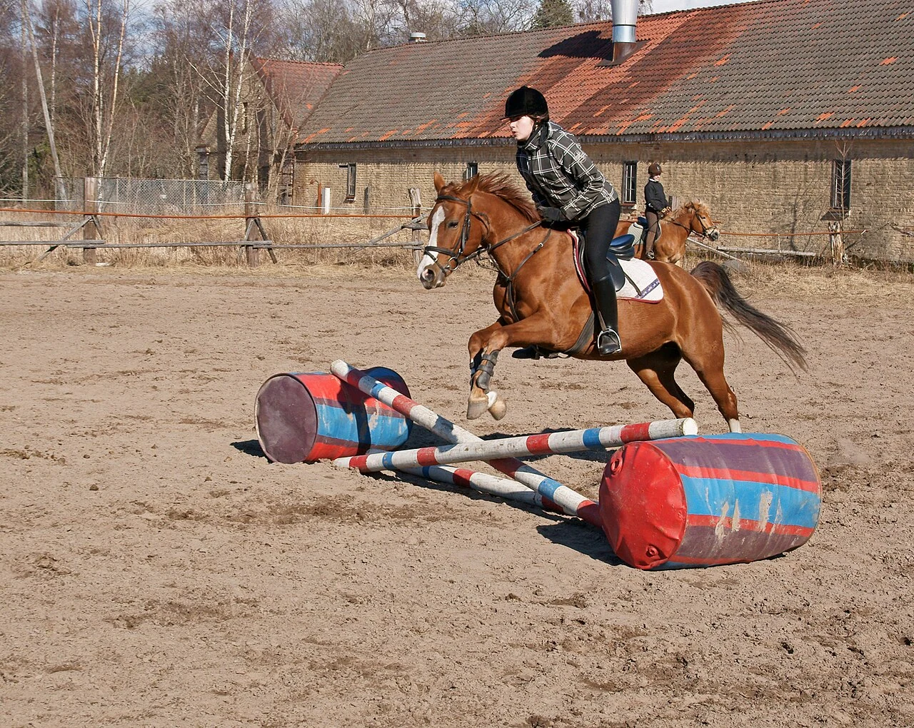 Eine Deutsche Reitponystute springt mit Reiterin über ein kleines Hindernis.