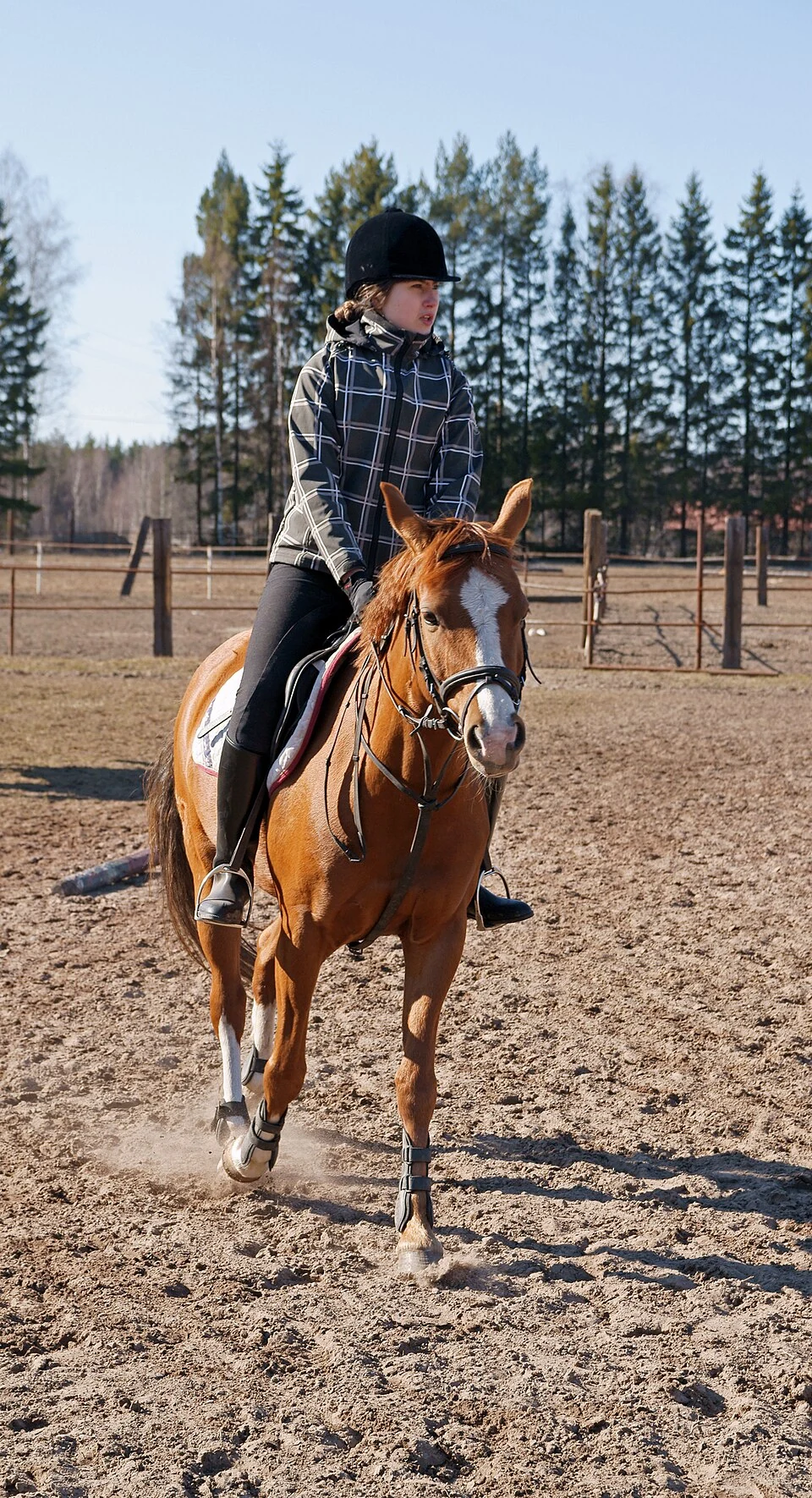 Eine Deutsche Reitponystute mit Reiterin beim Training.