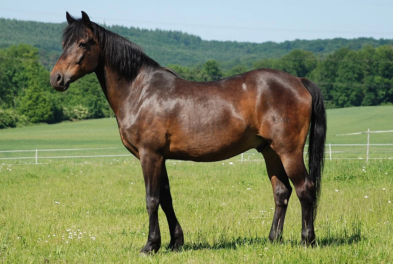 Ein braunes Deutsches Reitpony steht auf einer Wiese.