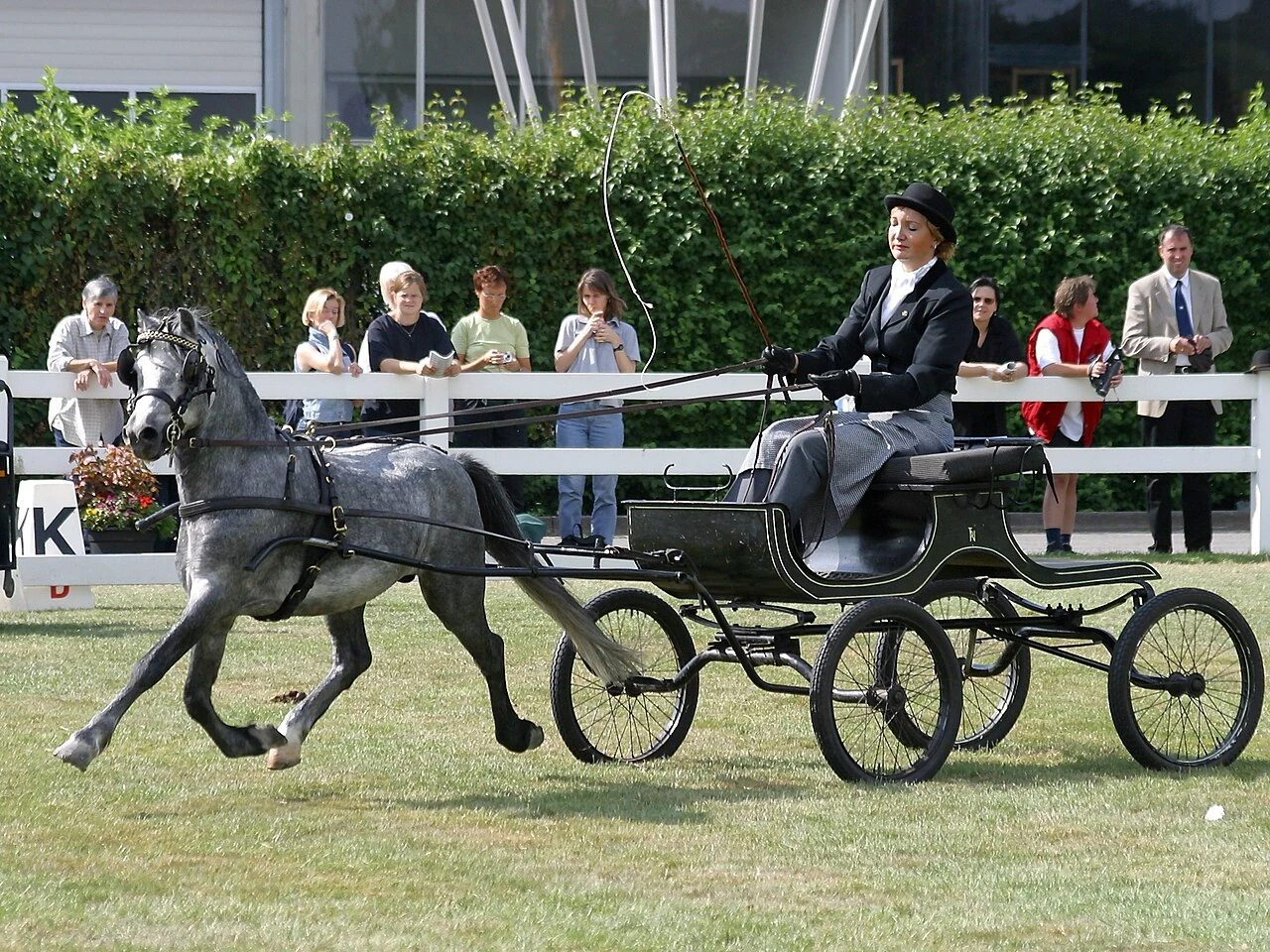 Ein Welsh Mountain Pony vor einem Wagen bei einer Fahrveranstaltung.