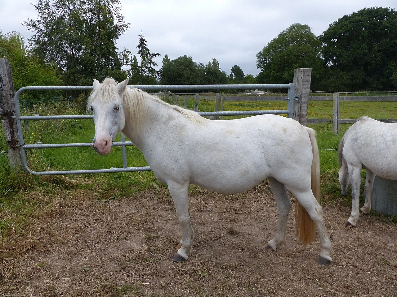 Ein weißes Welsh Mountain Pony im Nationalgestüt von Lamballe.