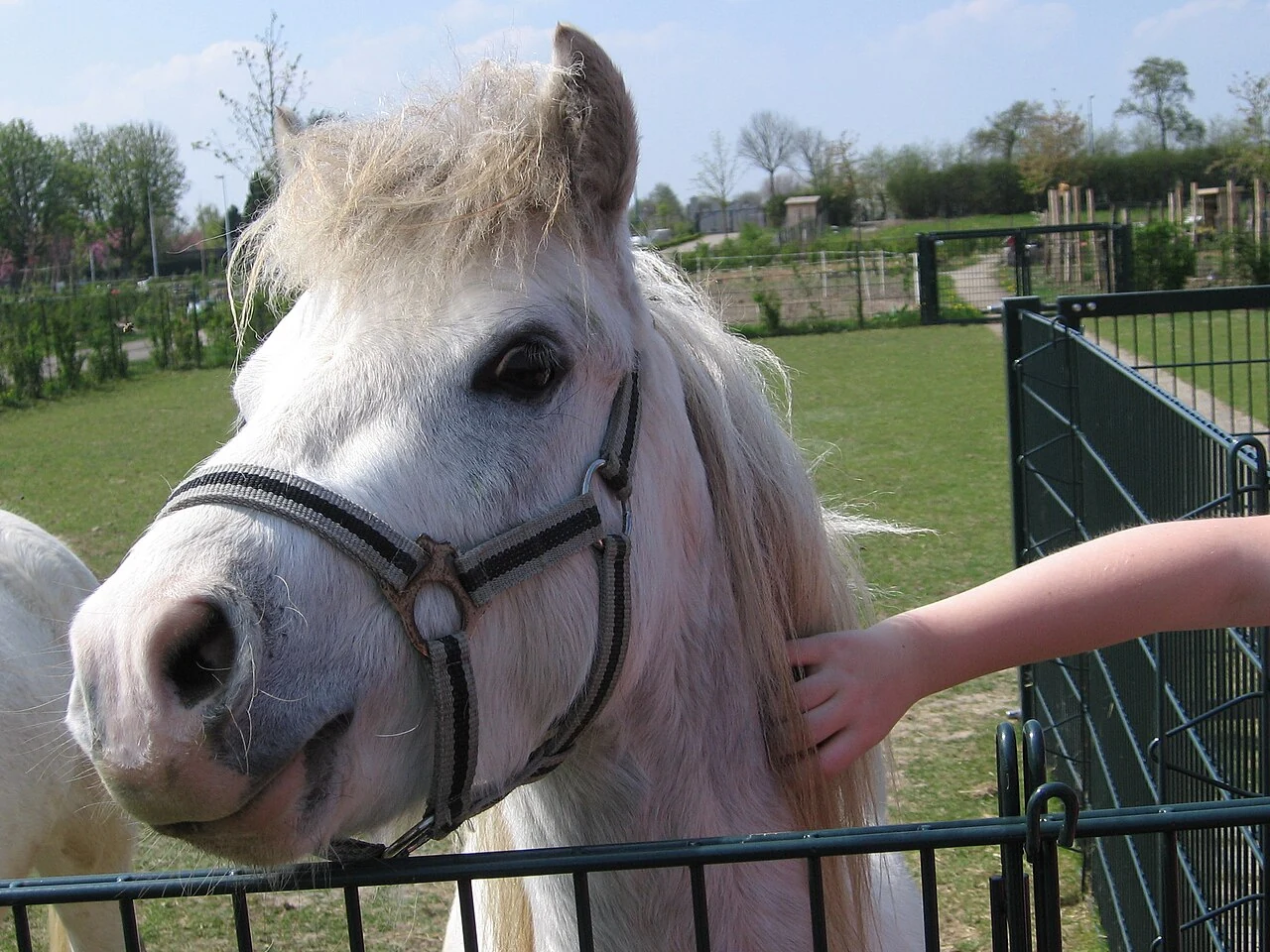 Kopf eines weißen Welsh Mountain Ponys im niederländischen Leidsche Rijn.