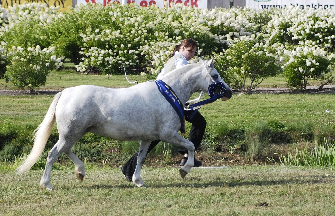 Ein graues Welsh Mountain Pony wird auf einer Ponyschau geführt.