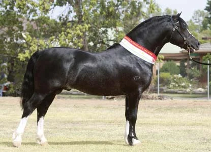Ein schwarzes Welsh Pony der Sektion C auf einer Schau.