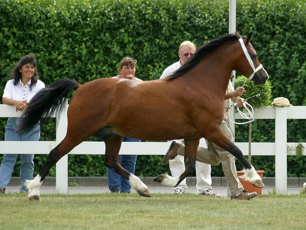 Ein braunes Welsh Pony der Sektion C wird im Trab geführt.