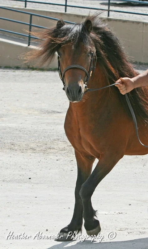 Ein braunes Dartmoor-Pony wird an der Hand geführt.