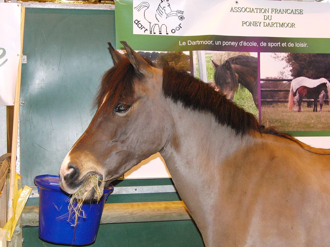 Ein Dartmoor-Pony frisst Heu auf einer Landwirtschaftsausstellung in Paris.