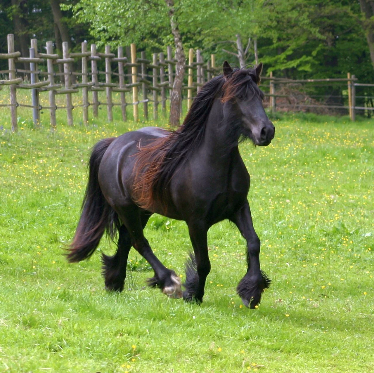 Ein schwarzes Fell-Pony bewegt sich auf einer Wiese.