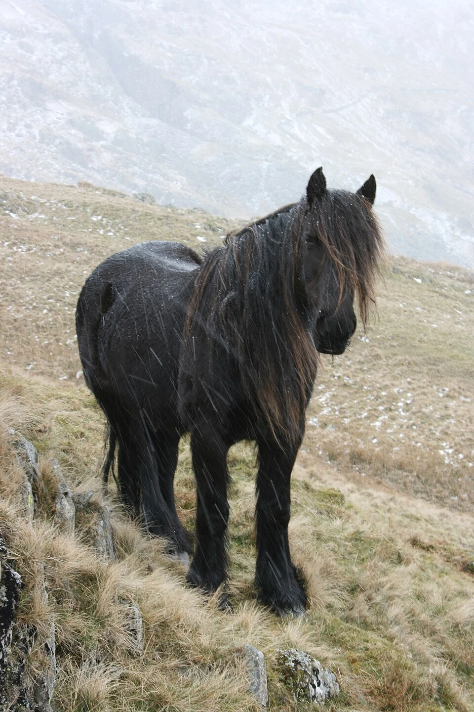 Ein schwarzes Fell-Pony auf einem Hang bei Schneefall.