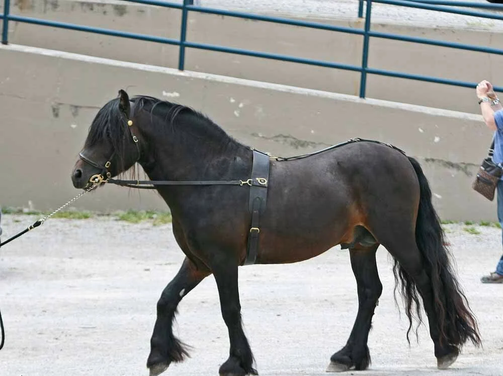 Ein Fell-Pony wird im Geschirr vorgeführt.