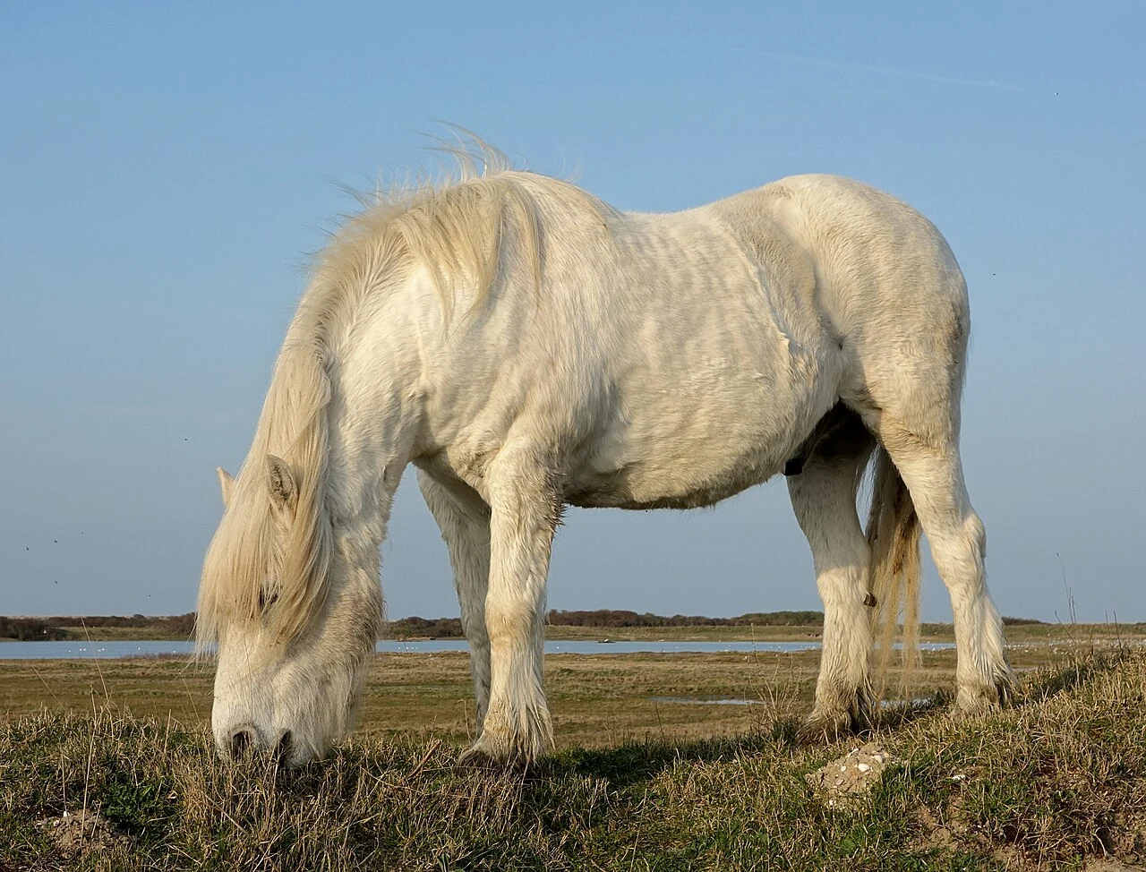 Ein hellgraues Highland-Pony grast im Naturschutzgebiet Platier d’Oye.