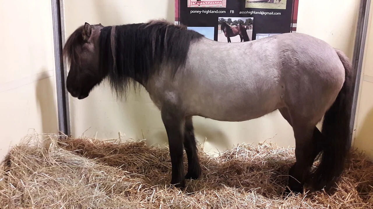 Ein Highland-Pony auf der Landwirtschaftsausstellung in Paris.