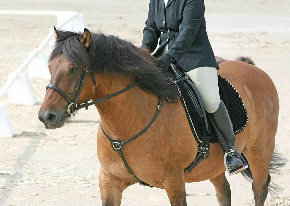 Ein braunes Highland-Pony mit Reiterin in einem Vorführring.