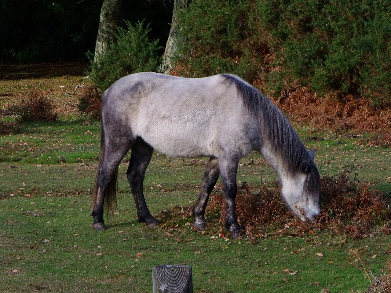 Ein graues New-Forest-Pony grast am Waldrand.