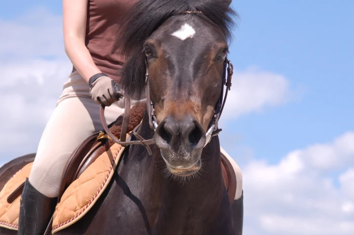 Kopf eines braunen New-Forest-Ponys mit Reiterin.