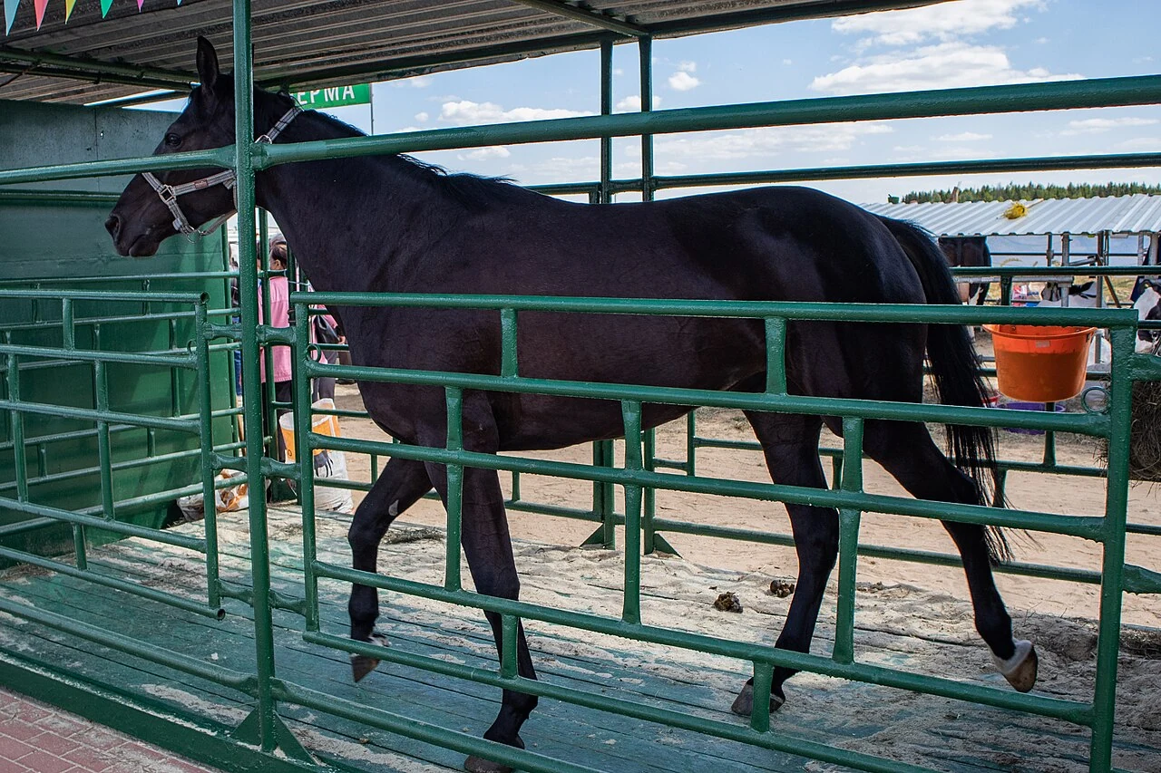 Ein dunkler Trakehner in einer Ausstellungsbox bei der Belagro in Belarus.