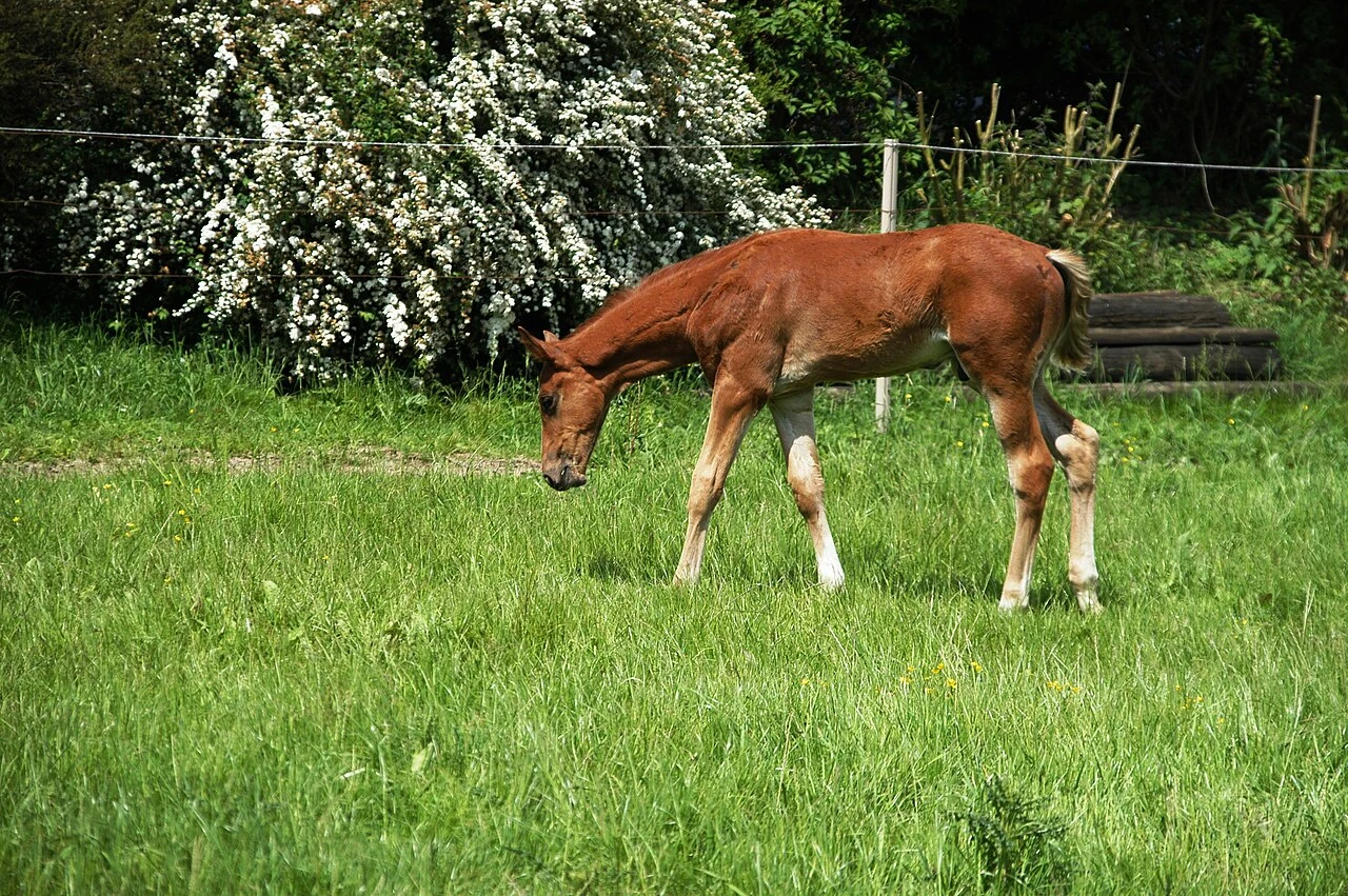 Ein fuchsfarbenes Trakehnerfohlen steht auf einer Wiese.