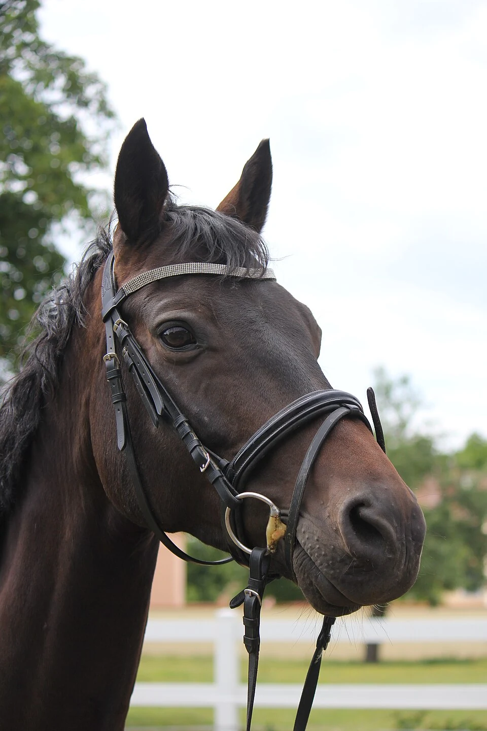 Nahaufnahme des Kopfes eines braunen Trakehners mit Trense.