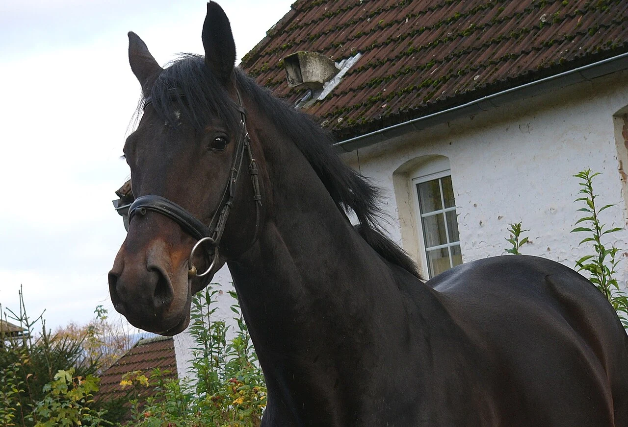 Kopf und Hals eines braunen Trakehners vor einem Gebäude.