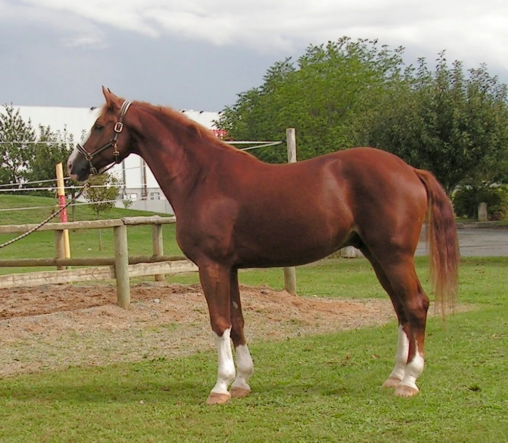 The Westphalian horse Avenger standing beside a fence.