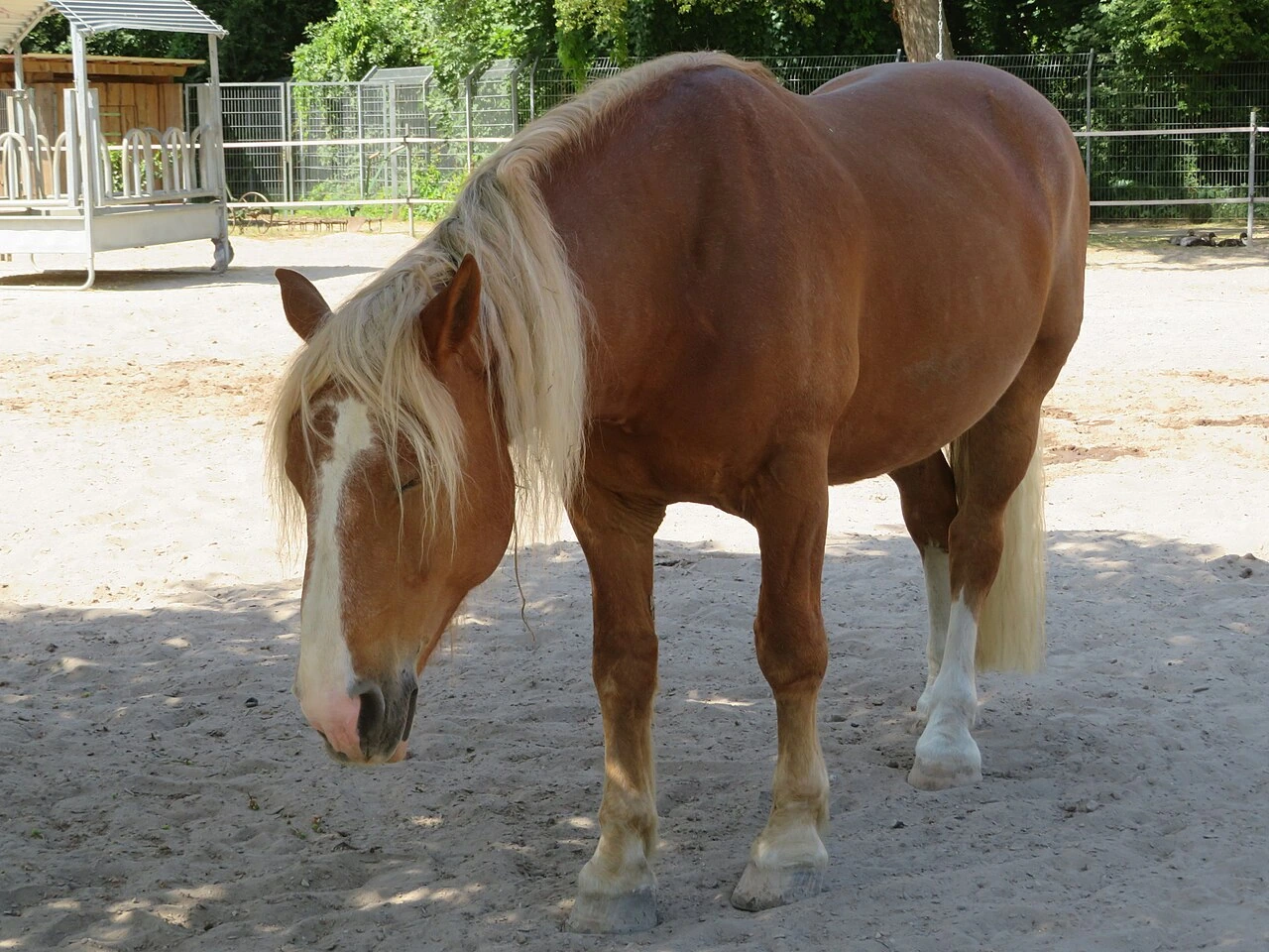 Un trait allemand du Sud somnolant debout au zoo de Worms.