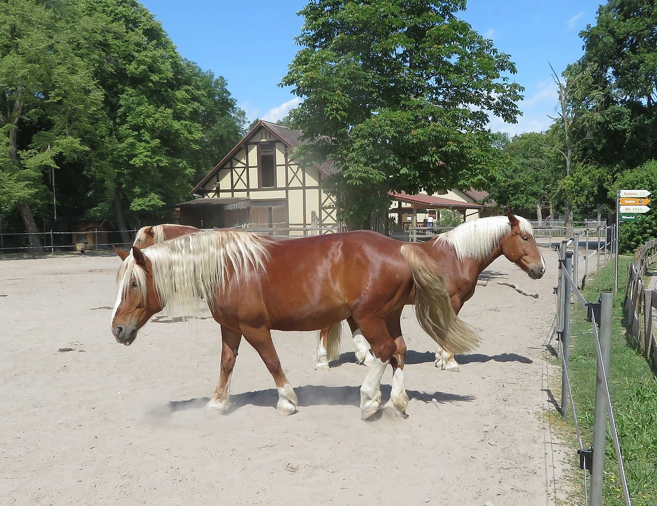 Des chevaux de trait allemands du Sud dans un enclos extérieur au zoo de Worms.