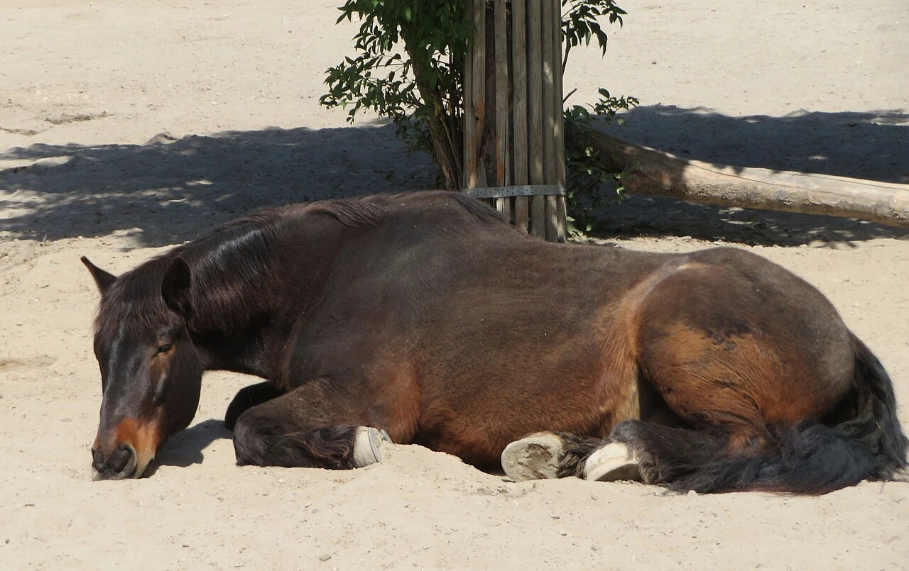 Un trait allemand du Sud couché au sol au zoo de Worms.