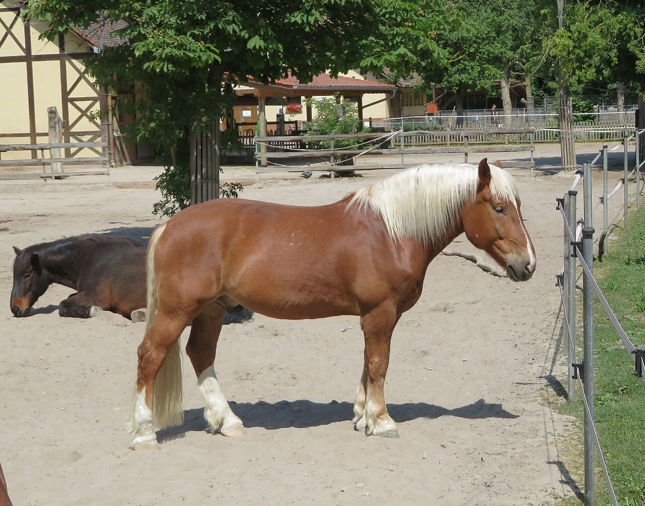 Un trait allemand du Sud debout au zoo de Worms.