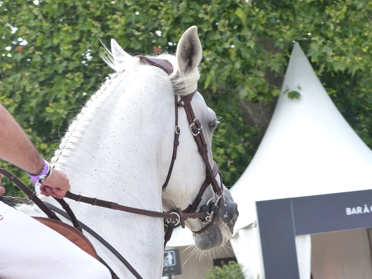 Paris Eiffel Jumpingで撮影されたDSPの雌馬Call me Princessの頭と首。