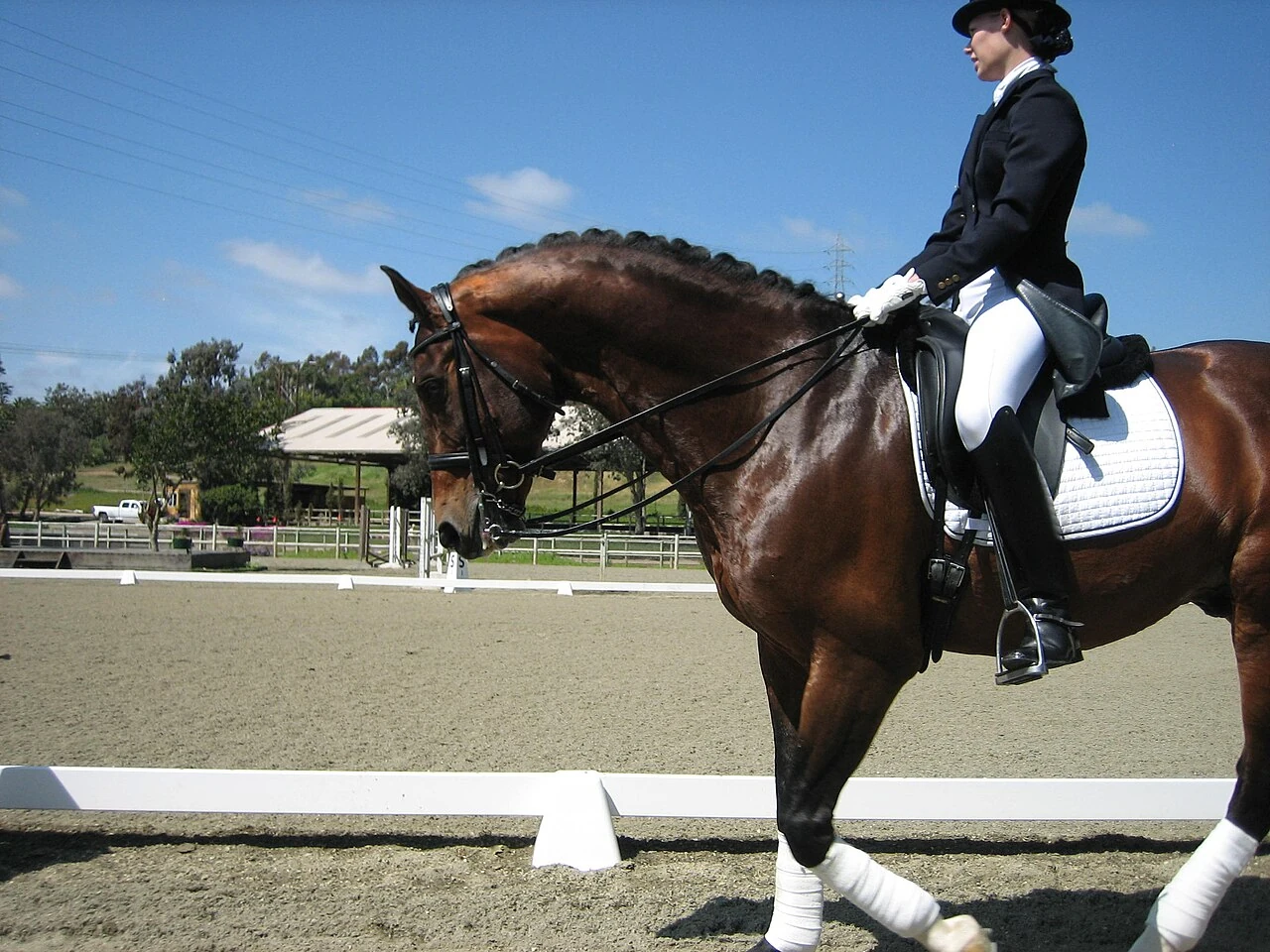 Un caballo KWPN con una amazona en una pista de doma.