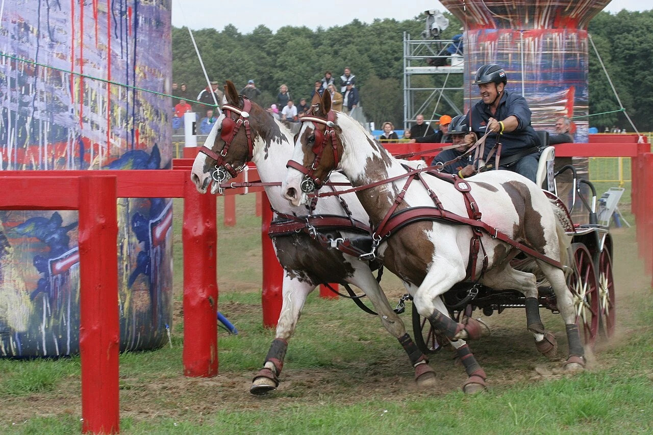 Dos caballos KWPN tiran de un carruaje a través de un obstáculo en el concurso de enganche de Warka.