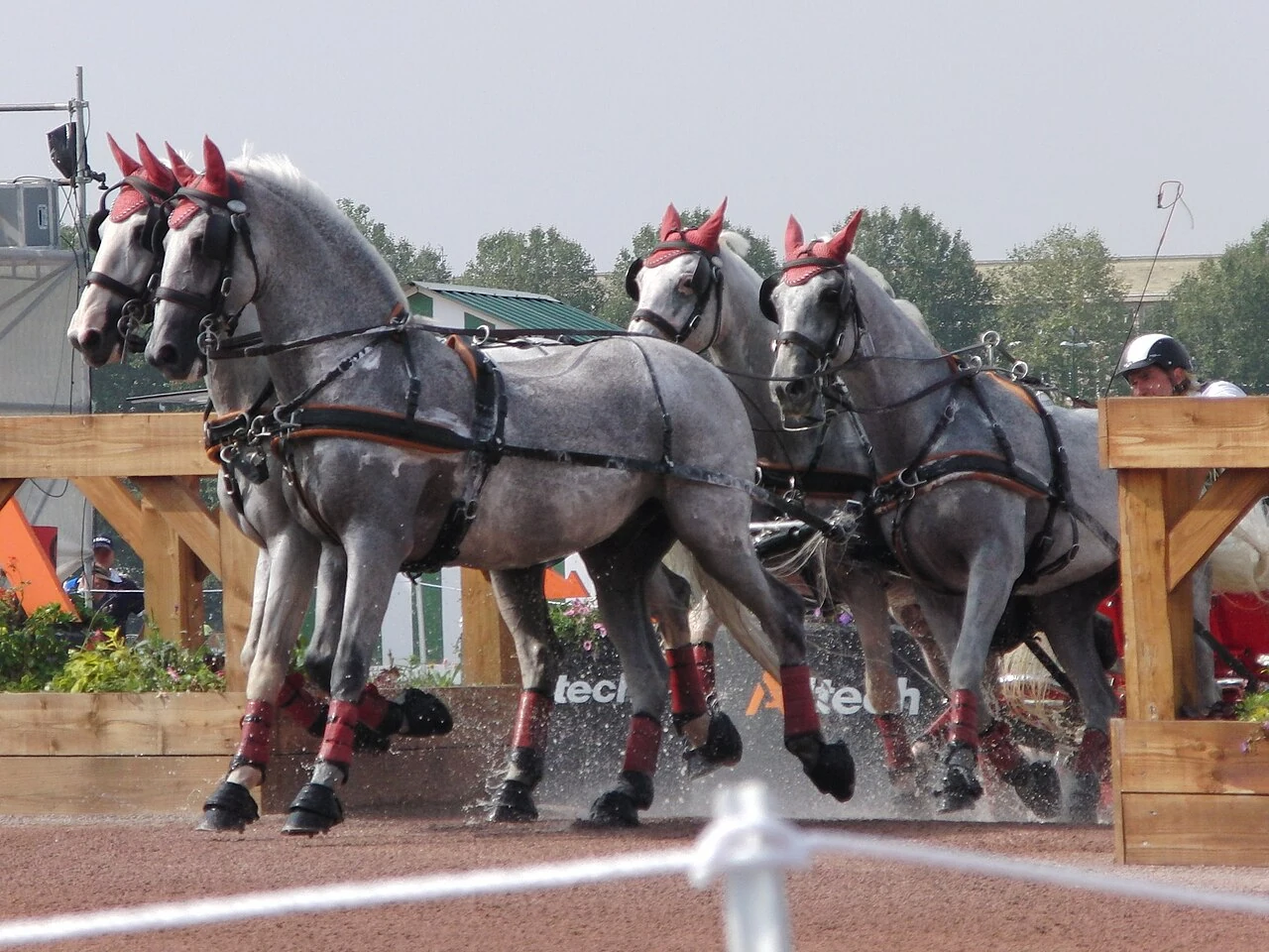 Zoltan Lazar conduce un tiro di lipizzani ai Giochi Equestri Mondiali del 2014.