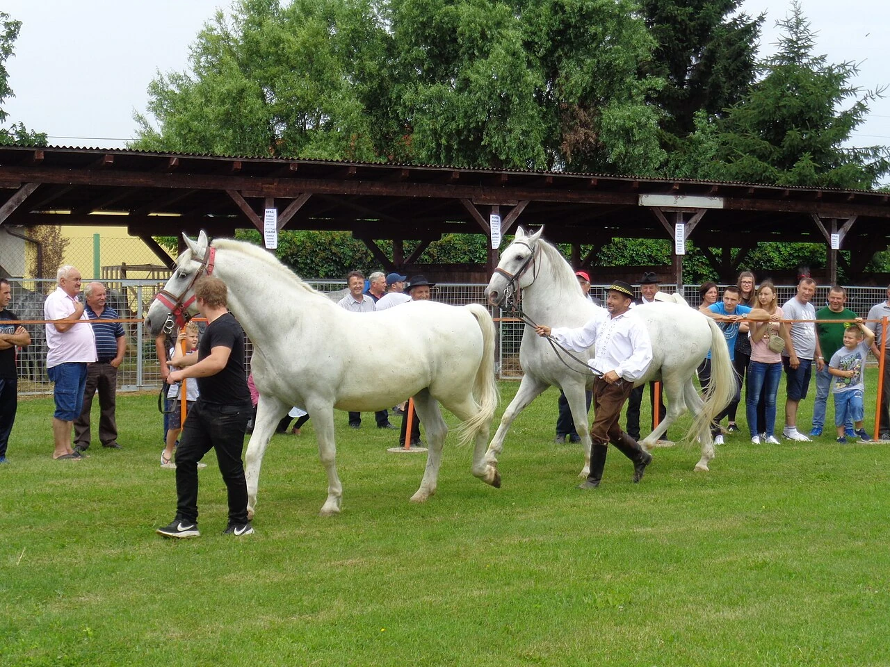 Due lipizzani condotti a mano all’evento MESAP in Croazia.