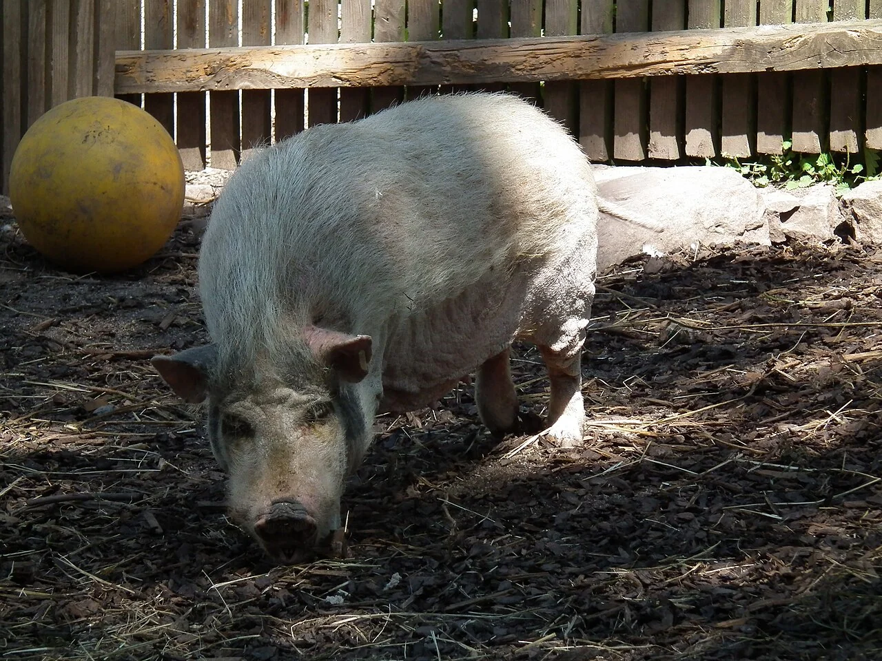 Un cochon miniature dans un enclos extérieur au Wildpark Pforzheim.