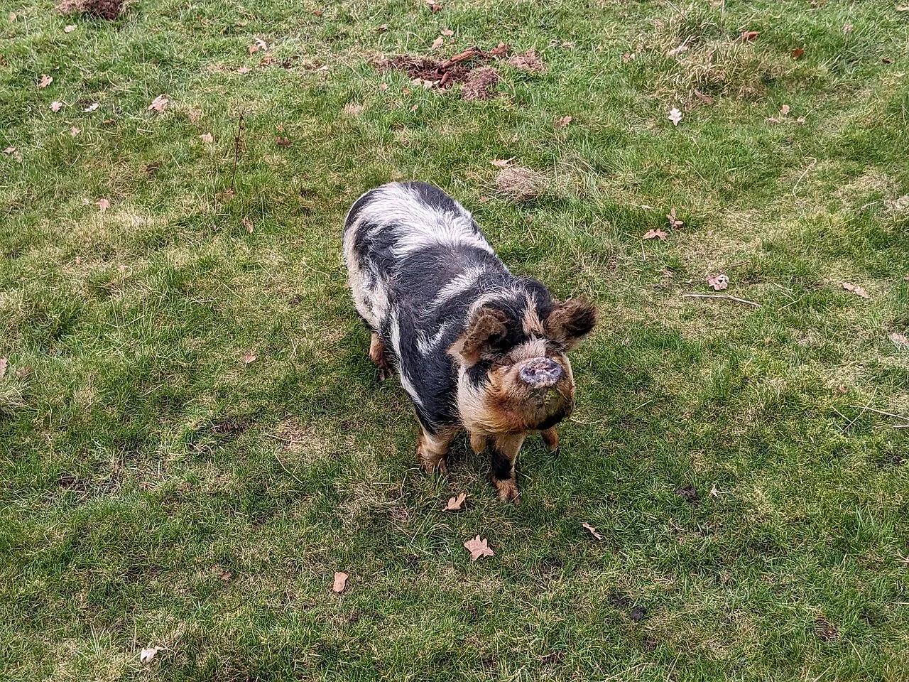 Un cerdo Kunekune en una pradera de Pudleston.