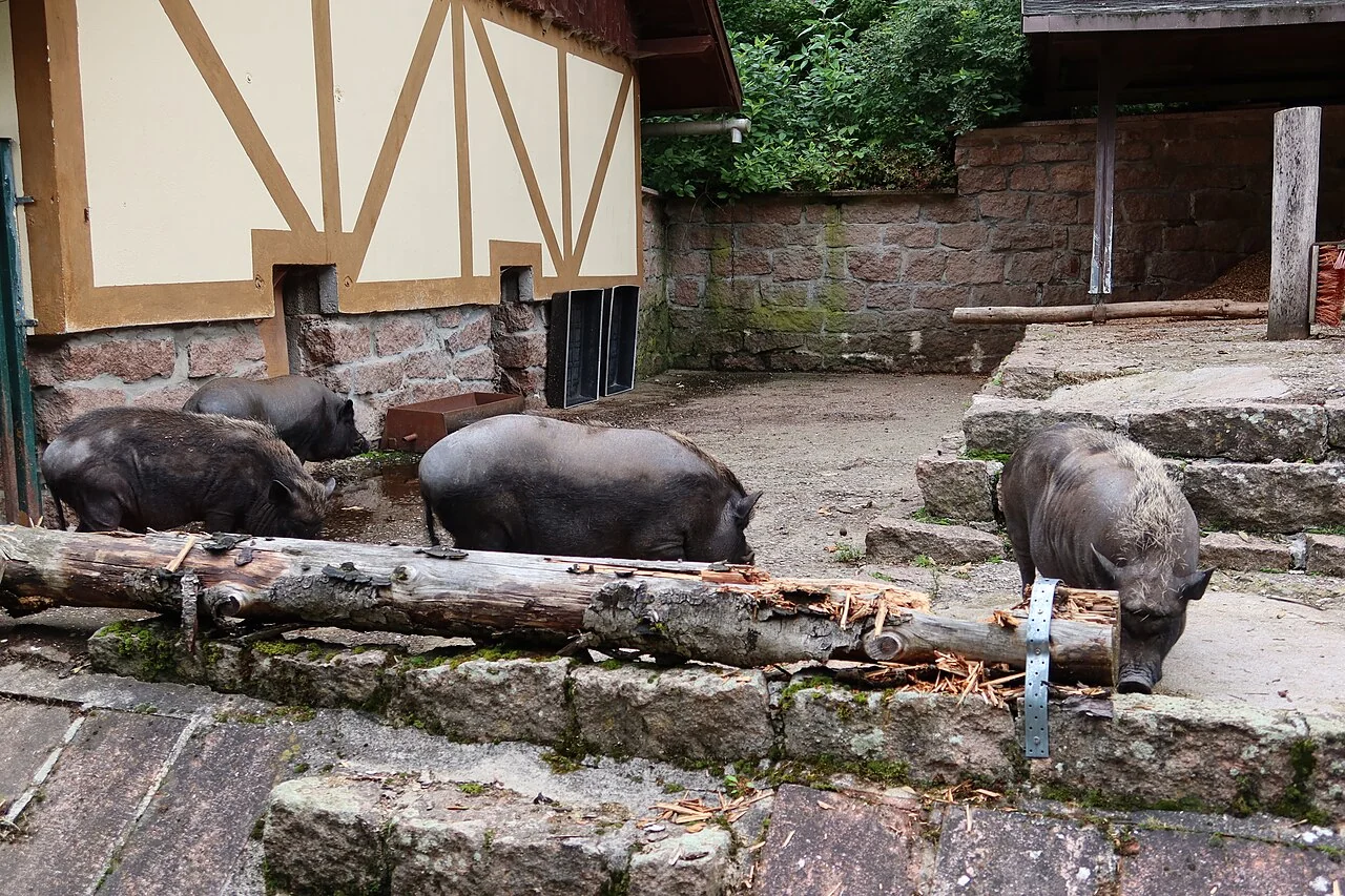 Varios cerdos miniatura en un recinto exterior del Tierpark Suhl.